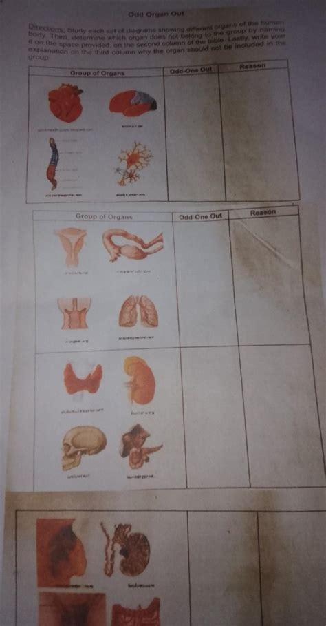 odd organ out names|Top 12 Body Part You Didn't Realize Had Names .